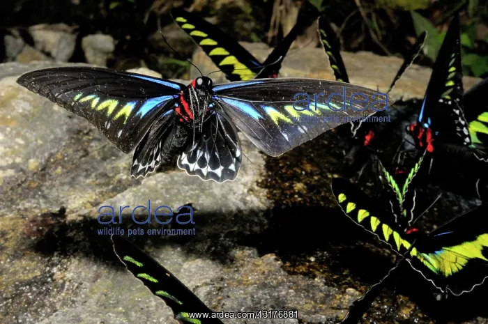 : Rajah Brooke's Birdwing in Flight : Rajah Brooke's Birdwing in Flight