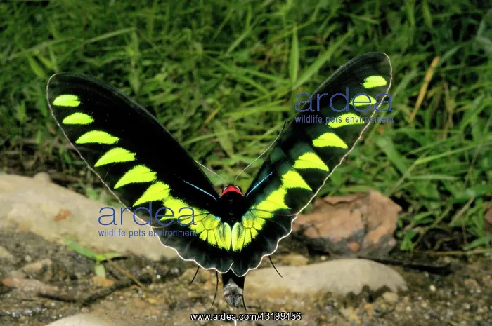 : Rajah Brooke's Birdwing in Flight : Rajah Brooke's Birdwing in Flight
