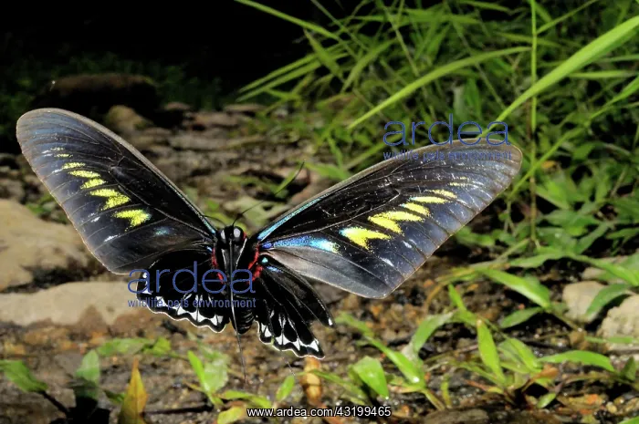: Rajah Brooke's Birdwing in Flight : Rajah Brooke's Birdwing in Flight