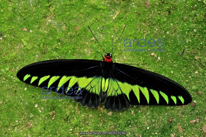 : Rajah Brooke's Birdwing - Papilionid butterfly - male : Rajah Brooke's Birdwing - Papilionid butterfly - male