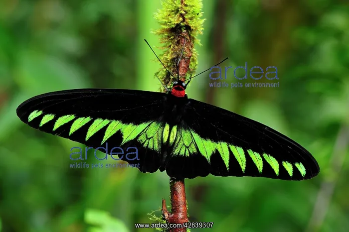 : Rajah Brooke's Birdwing - Papilionid butterfly - male : Rajah Brooke's Birdwing - Papilionid butterfly - male