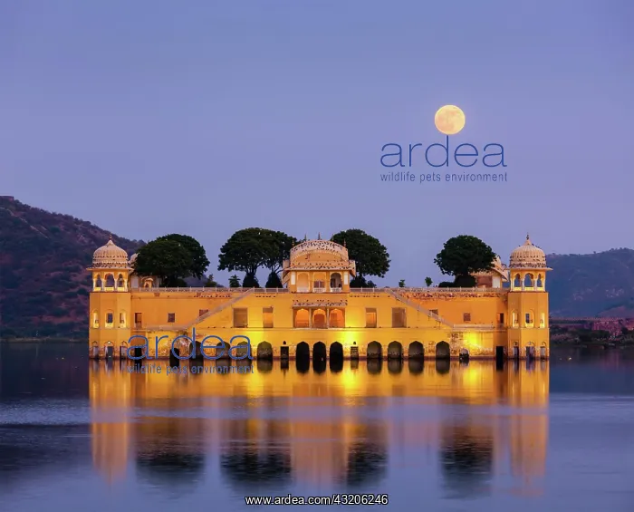 : Rajasthan landmark, Jal Mahal (Water Palace) on : Rajasthan landmark, Jal Mahal (Water Palace) on