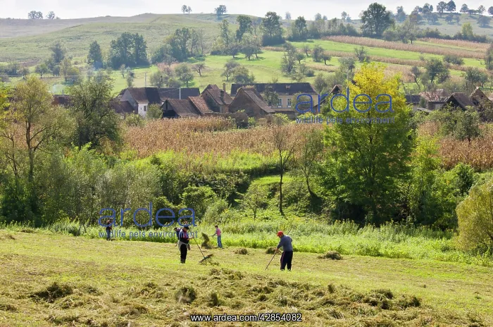 : Raking up the hay in field at Crit, Transylvania, Romania : Raking up the hay in field at Crit, Transylvania, Romania