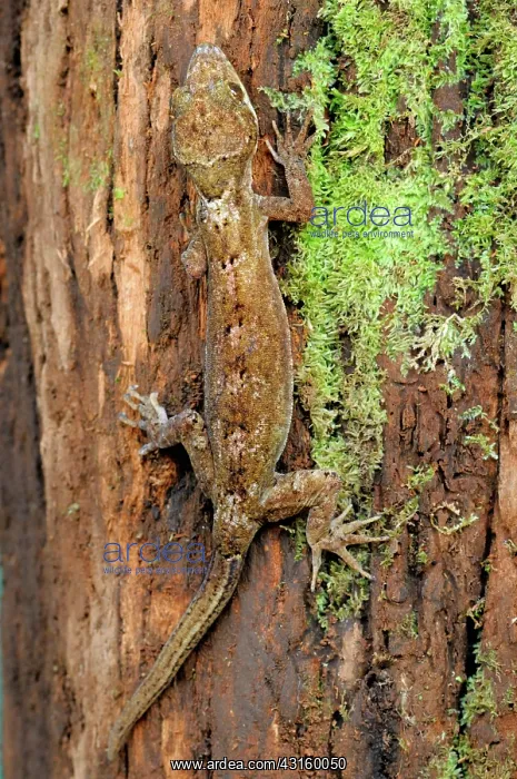 : Rakwana Bent-toed Gecko : Rakwana Bent-toed Gecko