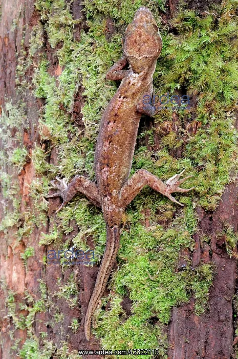 : Rakwana Bent-toed Gecko : Rakwana Bent-toed Gecko