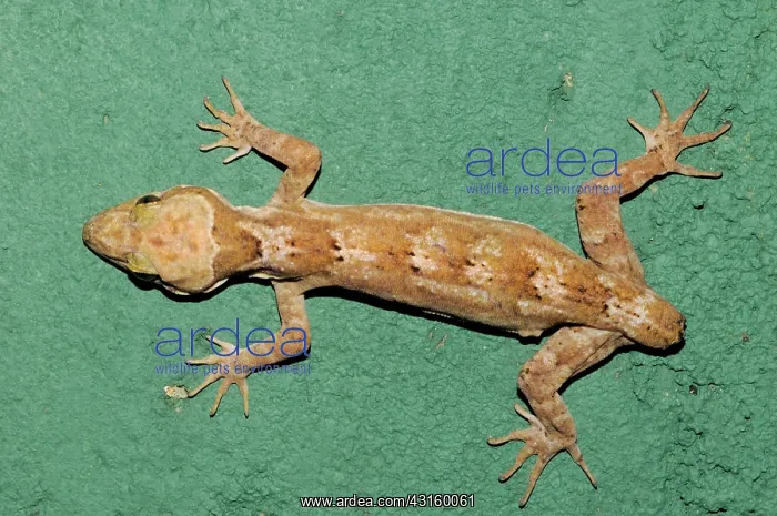 : Rakwana Bent-toed Gecko Missing Tail : Rakwana Bent-toed Gecko Missing Tail