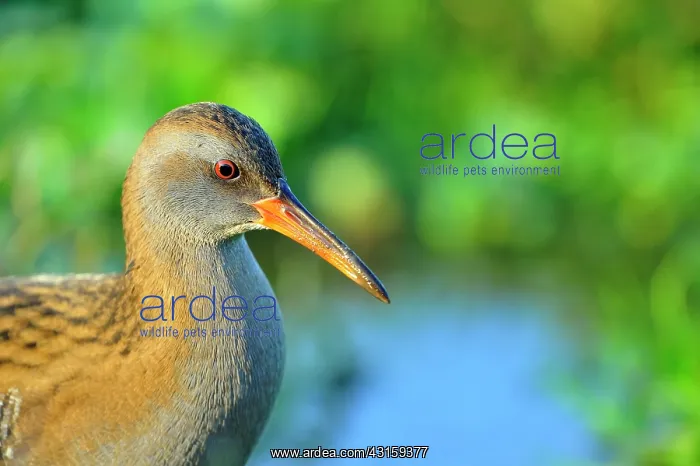 : Rallus aquaticus Rallus : Rallus aquaticus Rallus