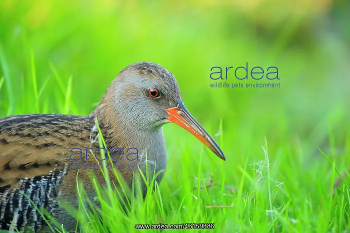 : Rallus aquaticus Rallus : Rallus aquaticus Rallus