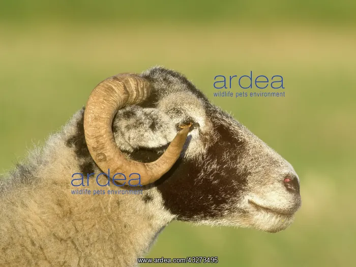  : Ram