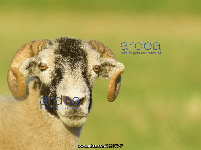  : Ram
