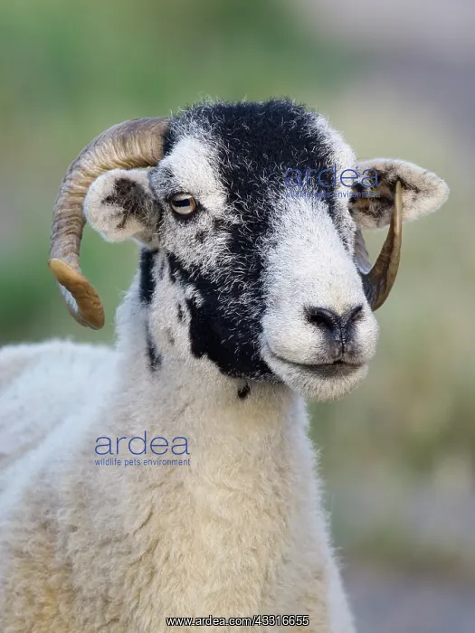  : Ram