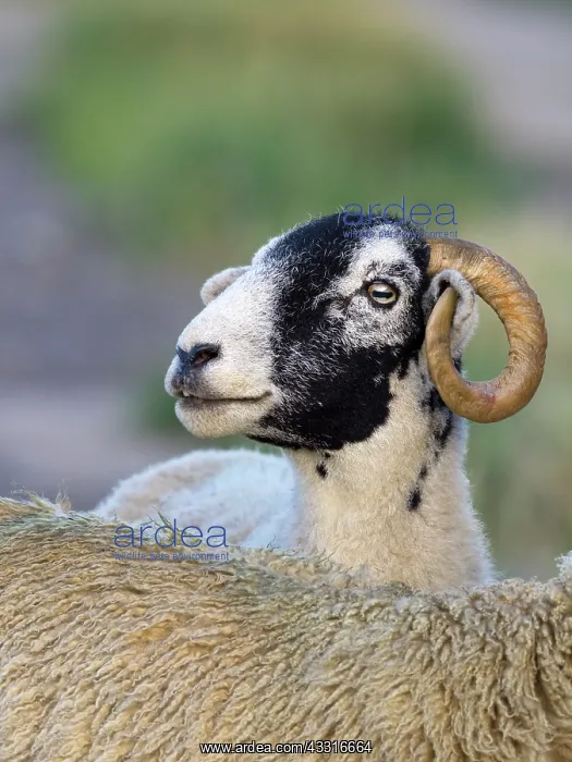  : Ram