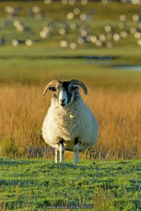 : Ram - with Barnacle Geese in background : Ram - with Barnacle Geese in background