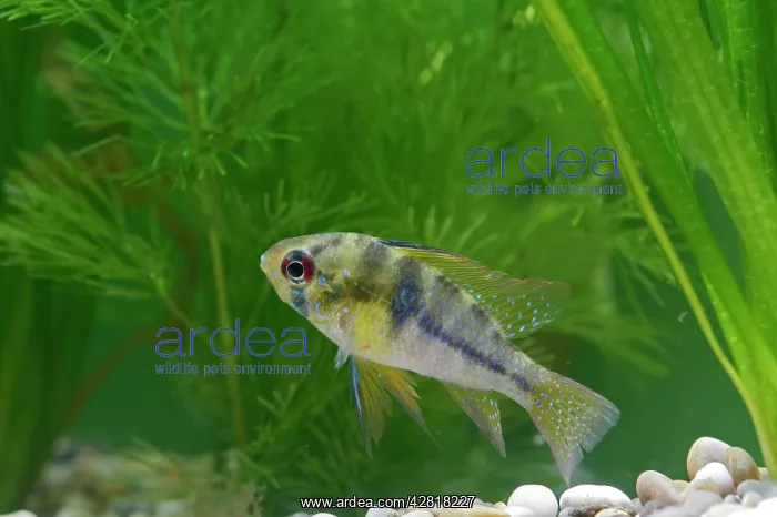 : Ram / Blue ram / Butterfly cichlid - female side : Ram / Blue ram / Butterfly cichlid - female side
