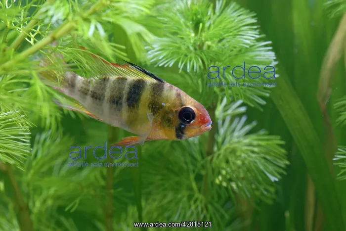 : Ram / Blue ram / Butterfly cichlid - male side view in weeds : Ram / Blue ram / Butterfly cichlid - male side view in weeds