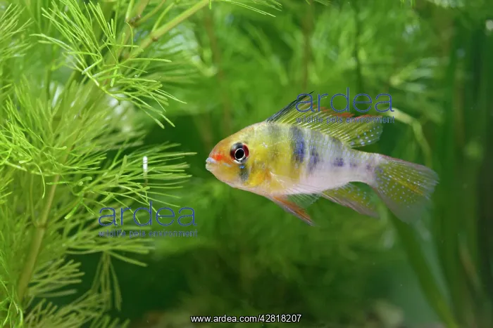 : Ram / Blue ram / Butterfly cichlid - male side view by weeds : Ram / Blue ram / Butterfly cichlid - male side view by weeds