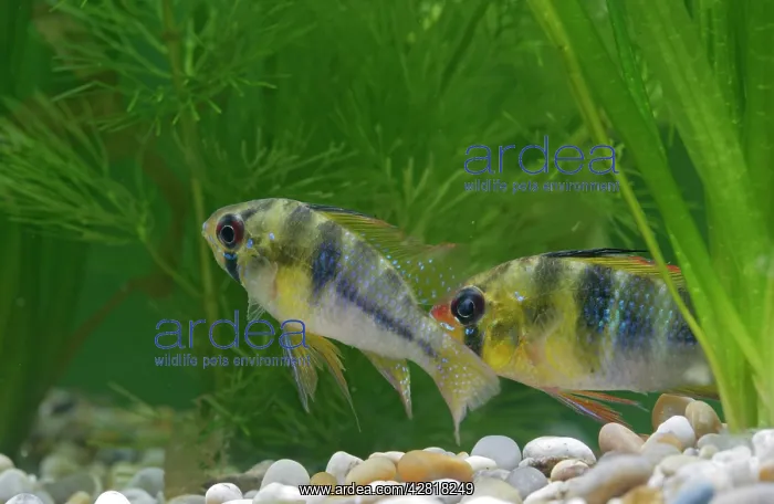 : Ram / Blue ram / Butterfly cichlid - pair by weeds : Ram / Blue ram / Butterfly cichlid - pair by weeds