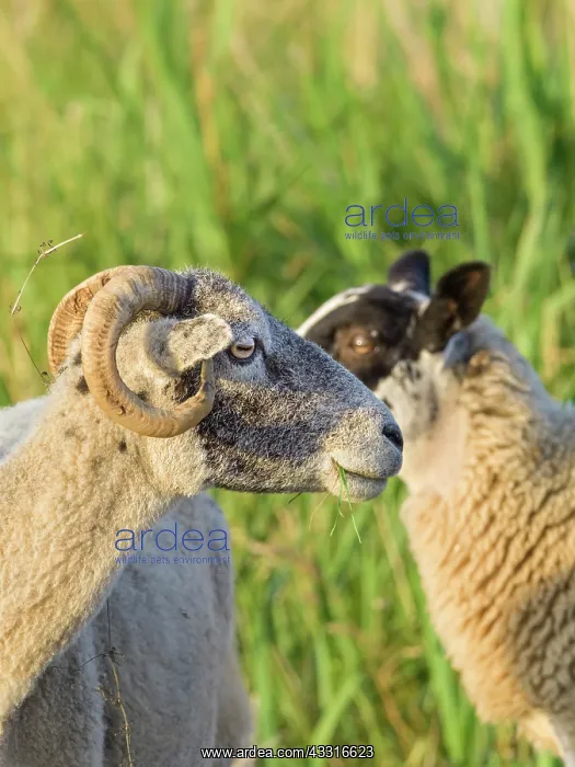  : Ram and ewe