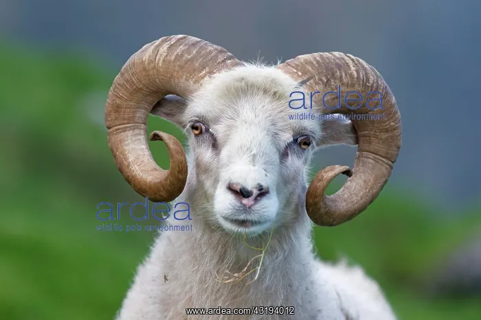 : Ram, Mykines, Faroe Islands, Denmark, Europe : Ram, Mykines, Faroe Islands, Denmark, Europe