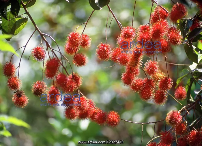  : Rambutan Fruit
