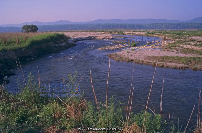 : Ramganga river : Ramganga river