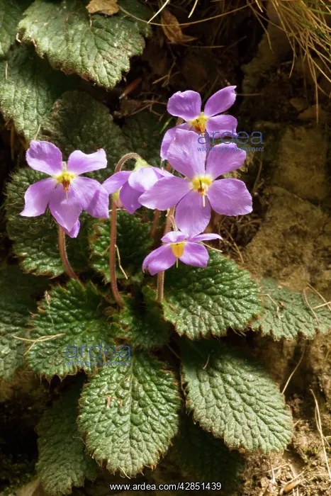 : Ramonda in Pyrenean woodland : Ramonda in Pyrenean woodland