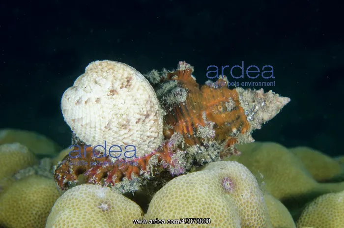 : Ramose Murex shell : Ramose Murex shell
