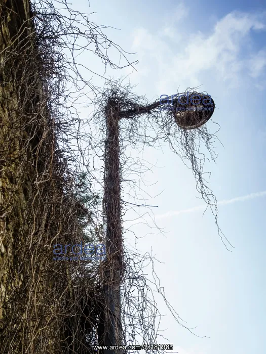 : Rampant climber covering a wall and a street light : Rampant climber covering a wall and a street light