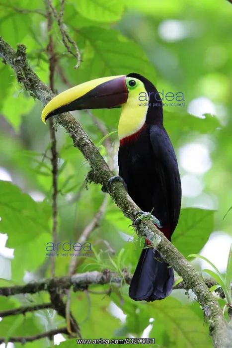  : Ramphastos swainsonii, Yellow-billed Toucan, Swainsont