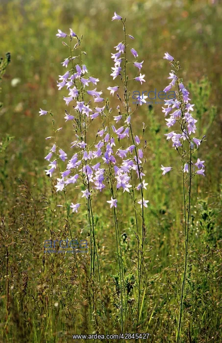 : Rampion bellflower : Rampion bellflower
