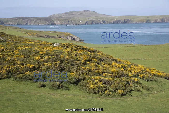 : Ramsay Island from coast overlooking Ransay Sound : Ramsay Island from coast overlooking Ransay Sound
