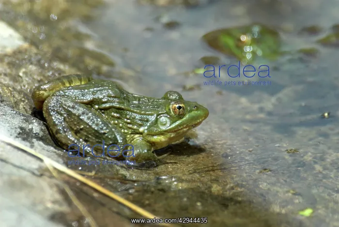 : Ramsey Canyon Leopard Frog : Ramsey Canyon Leopard Frog
