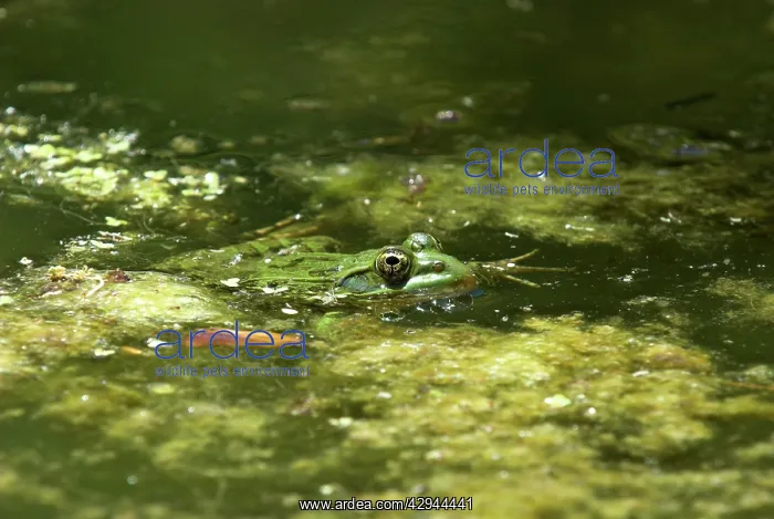 : Ramsey Canyon Leopard Frog : Ramsey Canyon Leopard Frog