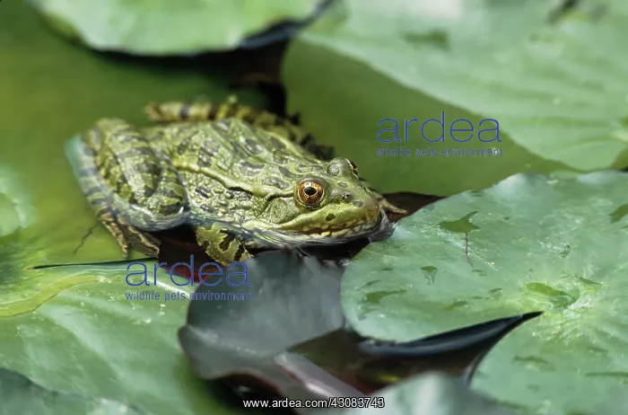 : Ramsey Canyon Leopard Frog : Ramsey Canyon Leopard Frog