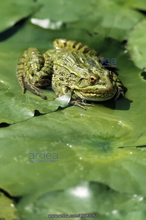 : Ramsey Canyon Leopard Frog : Ramsey Canyon Leopard Frog