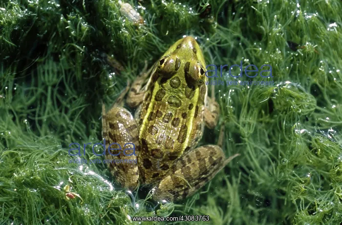 : Ramsey Canyon Leopard Frog : Ramsey Canyon Leopard Frog