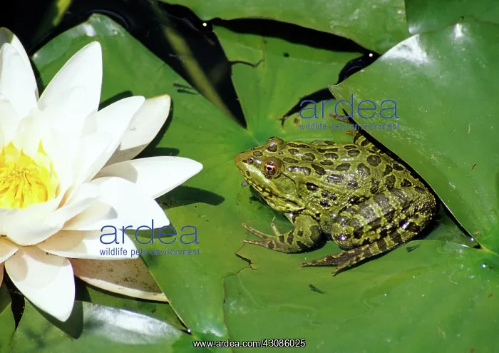 : Ramsey Canyon Leopard Frog : Ramsey Canyon Leopard Frog
