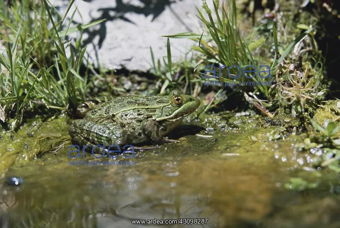 : Ramsey Canyon Leopard Frog : Ramsey Canyon Leopard Frog