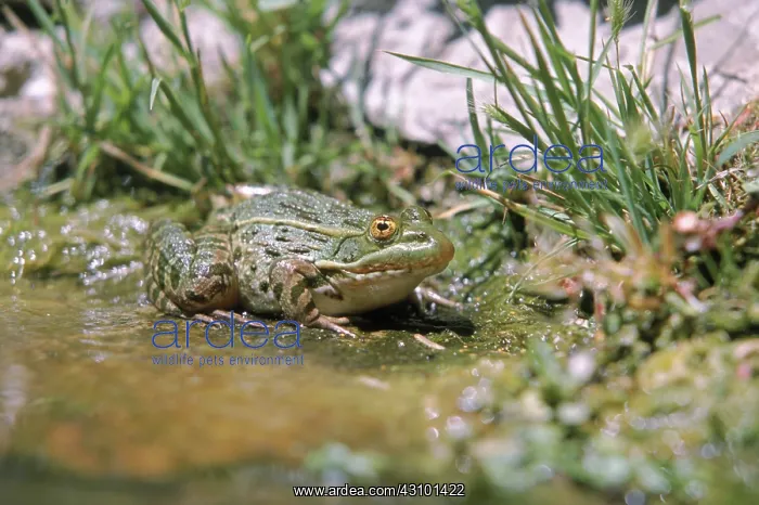 : Ramsey Canyon Leopard Frog : Ramsey Canyon Leopard Frog