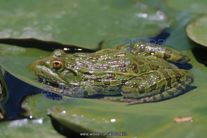: Ramsey Canyon Leopard Frog : Ramsey Canyon Leopard Frog