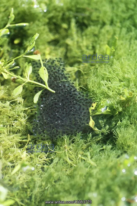 : Ramsey Canyon Leopard Frog egg mass : Ramsey Canyon Leopard Frog egg mass