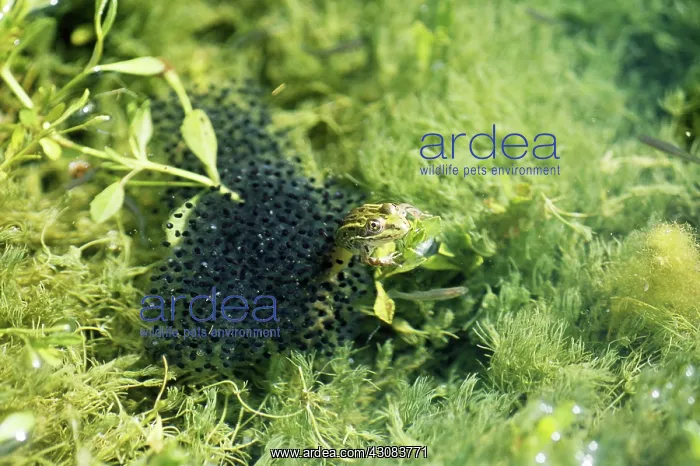 : Ramsey Canyon Leopard Frog w / egg mass : Ramsey Canyon Leopard Frog w / egg mass