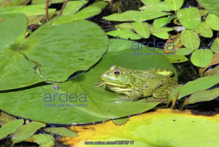 : Ramsey Canyon Leopard Frogs : Ramsey Canyon Leopard Frogs