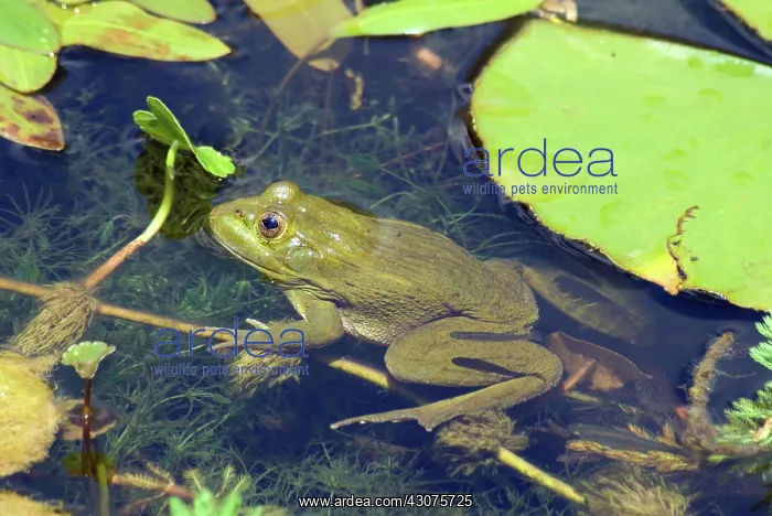 : Ramsey Canyon Leopard Frogs : Ramsey Canyon Leopard Frogs