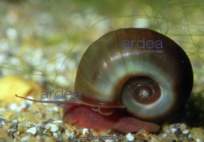 : Ramshorn Pond Snail : Ramshorn Pond Snail