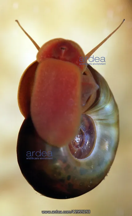 : Ramshorn Pond Snail - crawling up the glass of : Ramshorn Pond Snail - crawling up the glass of