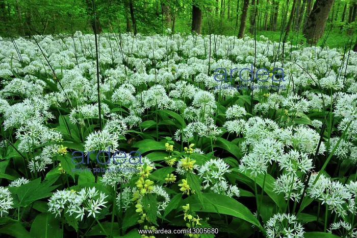 : Ramsons Buckrams Wild Garlic Broad-leaved Garlic : Ramsons Buckrams Wild Garlic Broad-leaved Garlic