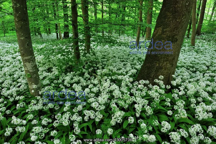 : Ramsons Buckrams Wild Garlic Broad-leaved Garlic : Ramsons Buckrams Wild Garlic Broad-leaved Garlic