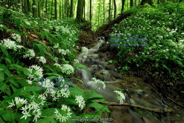 : Ramsons Buckrams Wild Garlic Broad-leaved Garlic creek : Ramsons Buckrams Wild Garlic Broad-leaved Garlic creek
