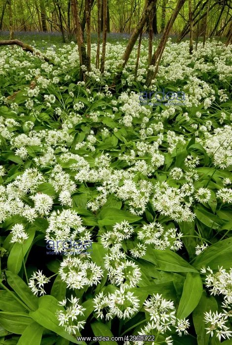  : Ramsons or Wild Garlic